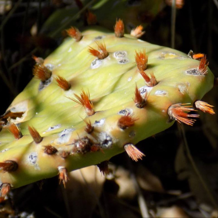 Кактус Опунция крупнокорнивищная(лат. Opuntia macrorhiza), семена 0,2 грамма