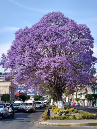Жакаранда мимозолистная "Фиалковое дерево" (лат. Jacaranda mimosifolia), семена