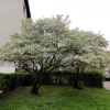Ирга канадская (лат. Amelanchier canadensis), семена