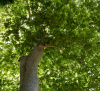 Платан восточный (лат. Platanus orientalis), семена
