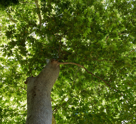 Платан восточный (лат. Platanus orientalis), семена