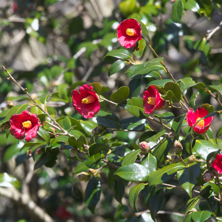 Камелия японская (лат. Camellia japonica), семена