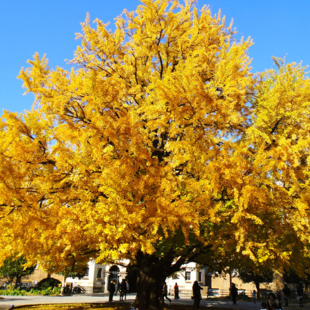 Гинкго Билоба Фастигиата Благон (лат. Ginkgo Biloba 'Fastigiata Blagon'), семена