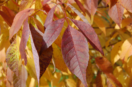Ясень американский 'Autumn Purple' (лат. Fraxinus americana 'Autumn Purple'), семена