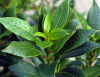Лавр благородный (лат. Laurus nobilis), семена