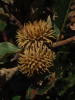 Дуб изменчивый (лат. Quercus variabilis), саженцы, 3 шт