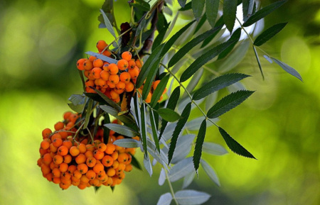 Рябина обыкновенная "Оранжевая" (лат. Sorbus aucuparia «Оранжевая»), семена