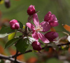 Яблоня Недзвецкого Челябинская (лат. Malus niedzwetzkyana "Челябинская"), семена