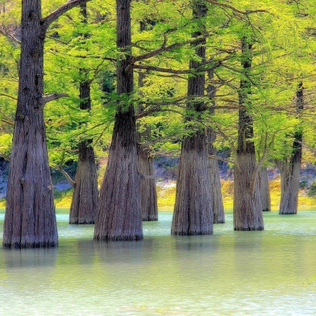 Таксодиум двурядный, или болотный кипарис обыкновенный (лат. Taxodium distichum), семена