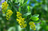 Барбарис обыкновенный (лат. Berberis vulgaris), семена