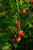 Тамус обыкновенный "Адамов корень" (лат. Dioscorea communis), семена