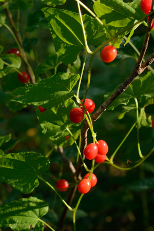 Тамус обыкновенный "Адамов корень" (лат. Dioscorea communis), семена