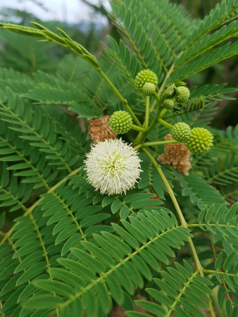 Мимоза белая, или Леуцена светлоголовчатая (лат. Leucaena leucocephala), семена