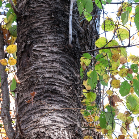 Береза вишневая (лат. Betula lenta), семена 0,2 грамма