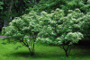Рябина Кёне (лат. Sorbus koehneana), семена