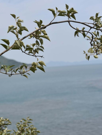 Лох крупнолистный (лат. Elaeagnus macrophylla), семена