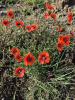 Мак самосейка (лат. Papaver rhoeas), 1000 шт