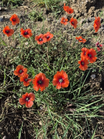 Мак самосейка (лат. Papaver rhoeas), 1000 шт