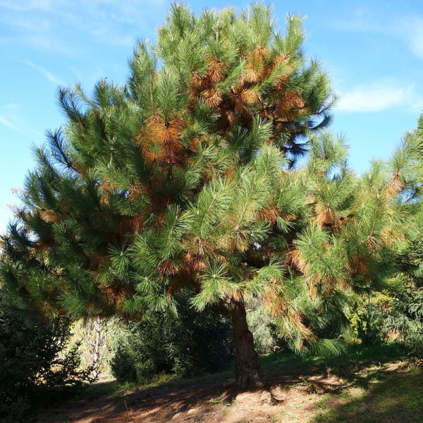 Сосна густая (лат. Pinus densata), семена