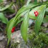 Иглица колхидская 'Pont' (лат. Ruscus cоlchicus 'Pont'), семена