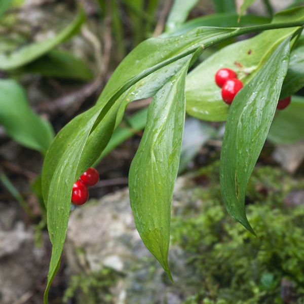Иглица колхидская 'Pont' (лат. Ruscus cоlchicus 'Pont'), семена