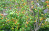Абрикос обыкновенный (лат. Prunus armeniaca), сеянец, 1 шт 