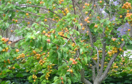 Абрикос обыкновенный (лат. Prunus armeniaca), сеянец, 1 шт 