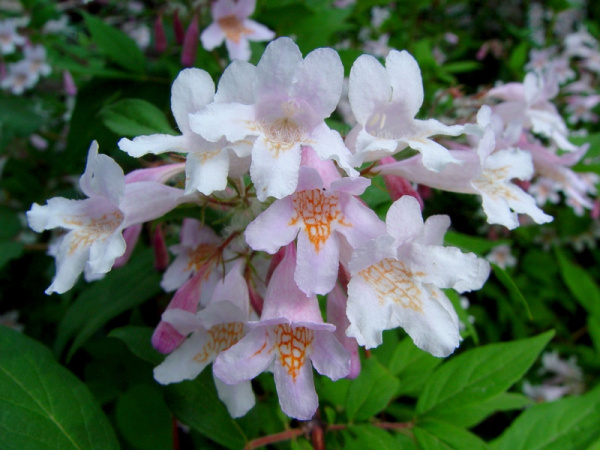 Кольквиция прелестная (лат. Kolkwitzia amabilis), семена