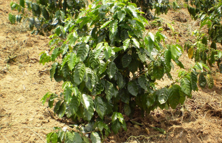Кофе аравийский (лат. Coffea arabica), саженец, 1 шт
