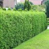 Туя западная Брабант (лат. Thuja occidentalis 'Brabant'), семена