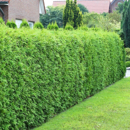 Туя западная Брабант (лат. Thuja occidentalis 'Brabant'), семена