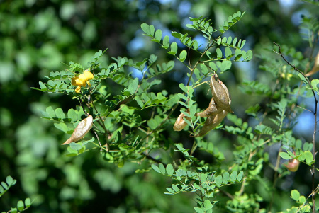 Пузырник древовидный (лат. Colutea arborescens), семена