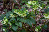 Морозник кавказский (лат. Helleborus caucasicus), семена