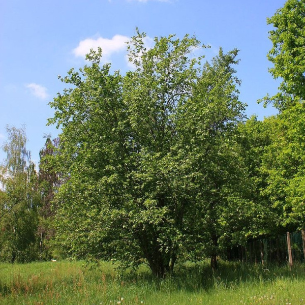 Ольха серая (лат. Alnus incana), семена