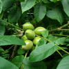 Орех сердцевидный (лат. Juglans cordiformis Max.) 10 штук, семена