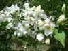 Яблоня маньчжурская (лат. Malus manshurica), семена