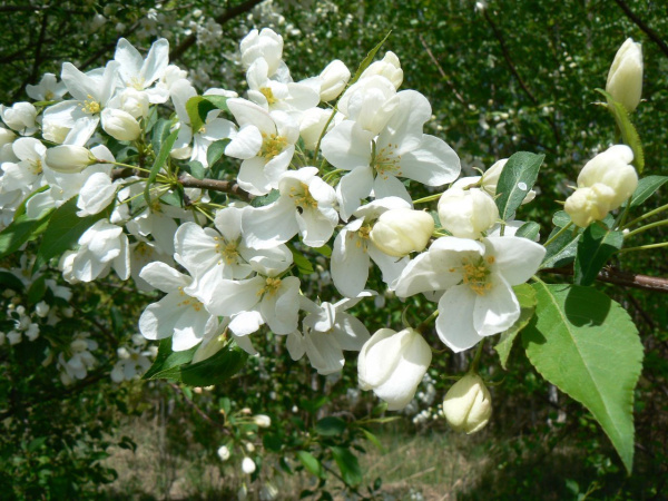 Яблоня маньчжурская (лат. Malus manshurica), семена