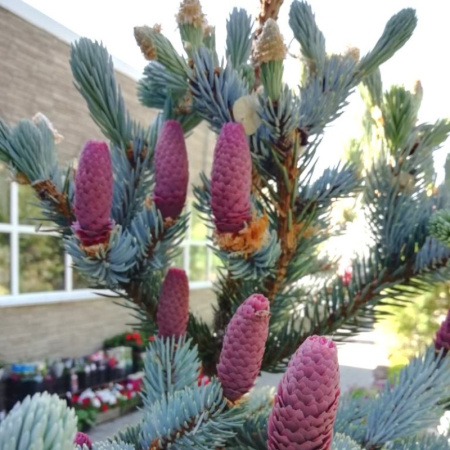 Ель колючая, или Ель голубая (лат. Picea pungens), семена