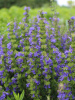 Иссоп лекарственный (лат. Hyssopus officinalis), семена