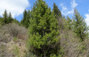 Сосна румелийская, или балканская, или македонская (лат. Pinus peuce), семена