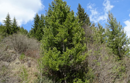 Сосна румелийская, или балканская, или македонская (лат. Pinus peuce), семена