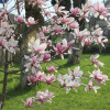 Магнолия Суланджа (лат. Magnolia × soulangeana), семена