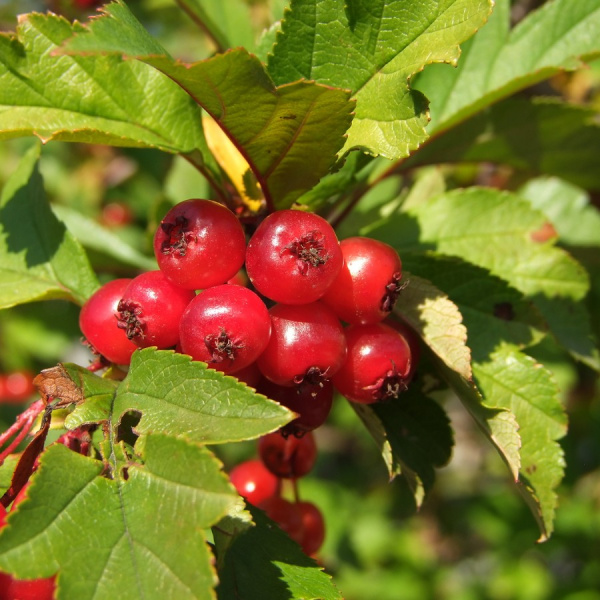 Боярышник даурский (лат. Crataegus dahurica), семена