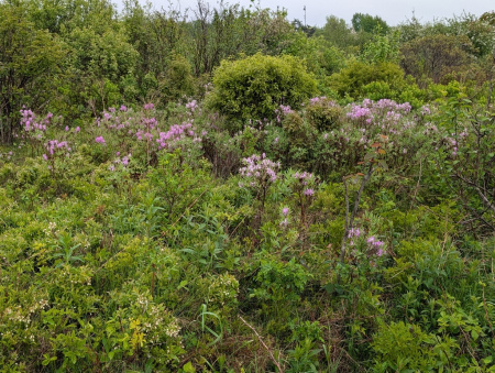 Рододендрон канадский фиолетовый (лат. Rhododendron canadense) 0,02 грамма, семена