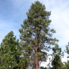 Сосна желтая, или орегонская, или тяжелая (лат. Pinus ponderosa), семена 
