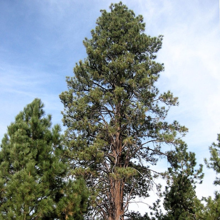 Сосна желтая, или орегонская, или тяжелая (лат. Pinus ponderosa), семена 
