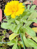 Календула лекарственная многолетняя (лат. Calendula officinalis), семена 50 шт