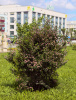 Жимолость татарская (лат. Lonicera tatarica), семена