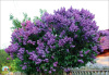 Сирень обыкновенная (лат. Siringa vulgaris), семена