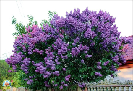 Сирень обыкновенная (лат. Siringa vulgaris), семена